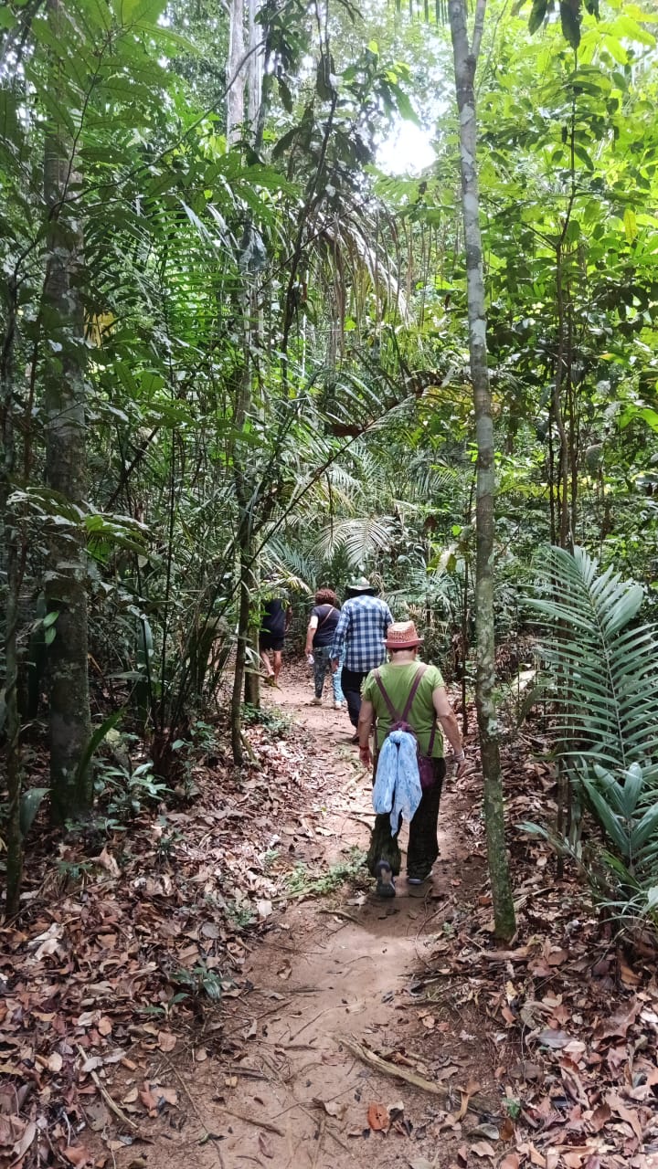 Caminhadas pela mata firme
